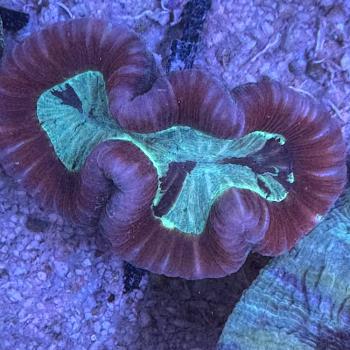 Trachyphyllia geoffroyi - Rot mit grünen marmorietem Center - WYSIWYG 1